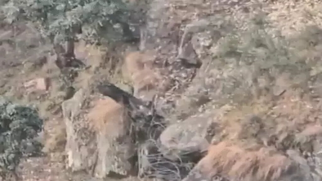 गुफा में छिपे जैश आतंकियों का काल बनी भारतीय सेना’ उधमपुर में 2 पाकिस्तानी कमांडर ढेर, ग्रेनेड से उड़ाई दहशतगर्दों की पनाहगाह