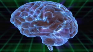 Liver enzyme activated by exercise may save your brain