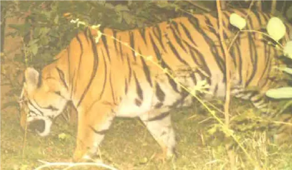 Tiger Attack Update : आदमखोर बाघ का छत्तीसगढ़ में प्रवेश, दो मवेशियों के बाद अब इंसानों पर खतरा Tiger Attack Update