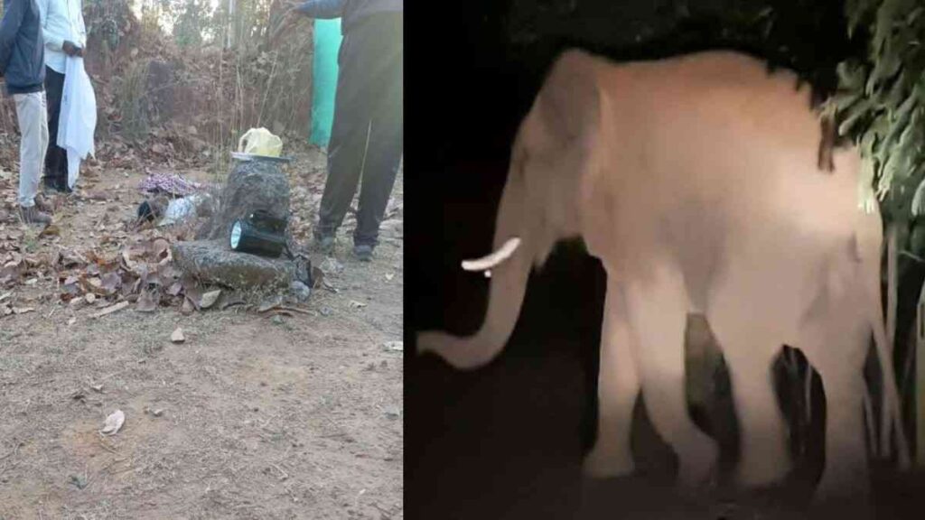 Chhattisgarh Elephant News