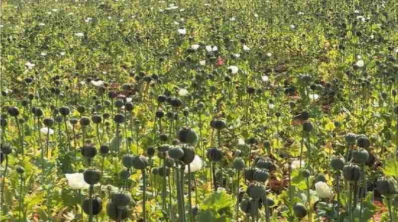 Opium Cultivation News