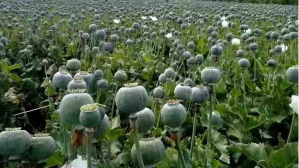 Opium Cultivation : नशे का ‘काला साम्राज्य’, अफीम की अवैध खेती पकड़ी गई, पुलिस ने पूरे खेत को घेरा
