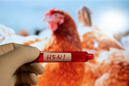 Bird Flu Latest News
