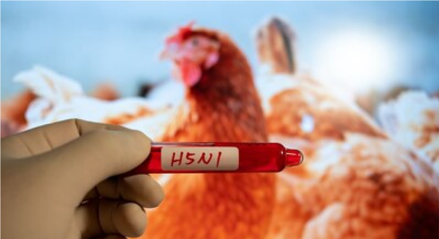Bird Flu Latest News