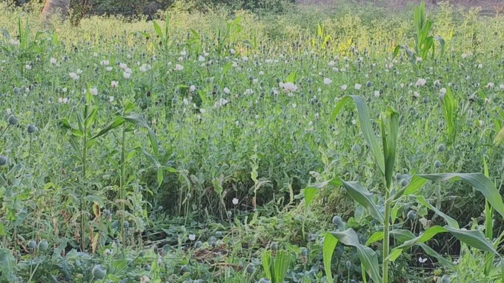 Strike on Drug ‘Cultivation : 5 एकड़ में लहलहा रही अफीम की फसल जब्त, दुर्ग के बाद अब यहाँ बड़ी कार्रवाई