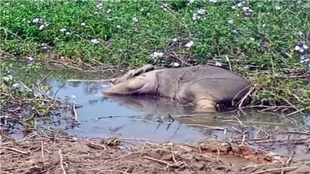Chhattisgarh Elephant Conservation Failure : नदी में मिले 2 हाथी शावकों के शव, वन विभाग की लापरवाही पर दिल्ली तक मचेगा शोर Chhattisgarh Elephant Conservation Failure