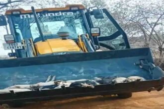 CG Animal Husbandry Department