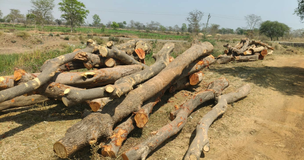 बिना अनुमति पेड़ों की कटाई का मामला गरमाया, राजधानी तक पहुंची गूंज, प्रशासन हरकत में