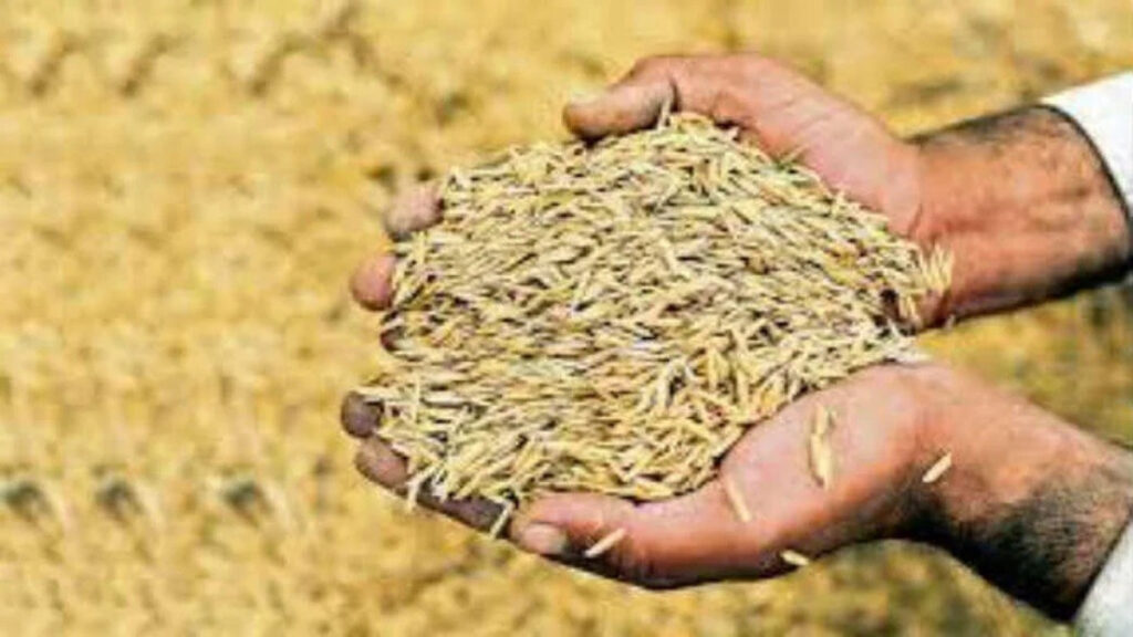 Crop Prices Hike : किसानों को बड़ा झटका’ धान के बीजों के दाम में 150 रुपये की वृद्धि, नई रेट लिस्ट जारी’ समितियों के चक्कर काटने को मजबूर अन्नदाता