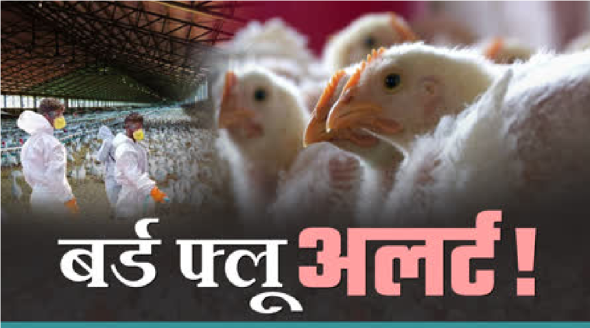 Bird Flu Alert