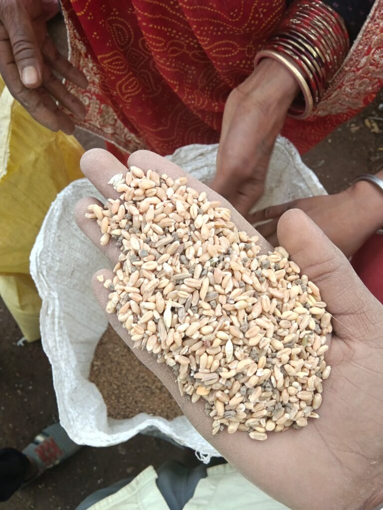 कटनी में राशन घोटाले का बड़ा खुलासा’ ककरेहटा में गरीबों के हक पर मिट्टी-कंकड़ का खेल, जांच की मांग तेज
