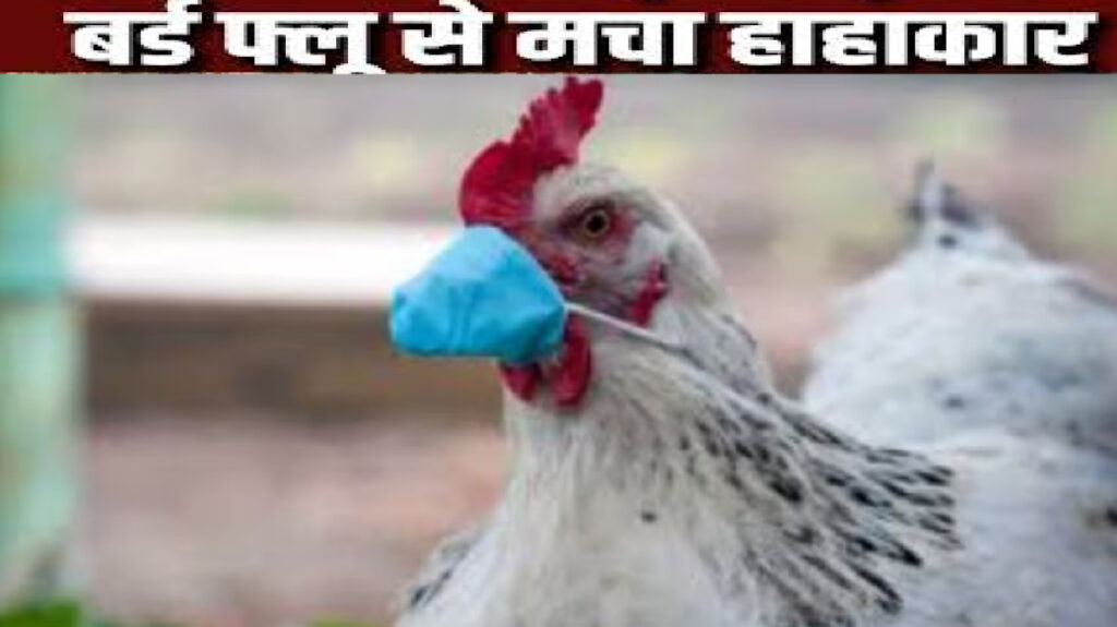 Bird Flu : बर्ड फ्लू का तांडव , 1.40 लाख मुर्गियों को मारने का सरकारी आदेश, पोल्ट्री मालिकों में मातम Bird Flu