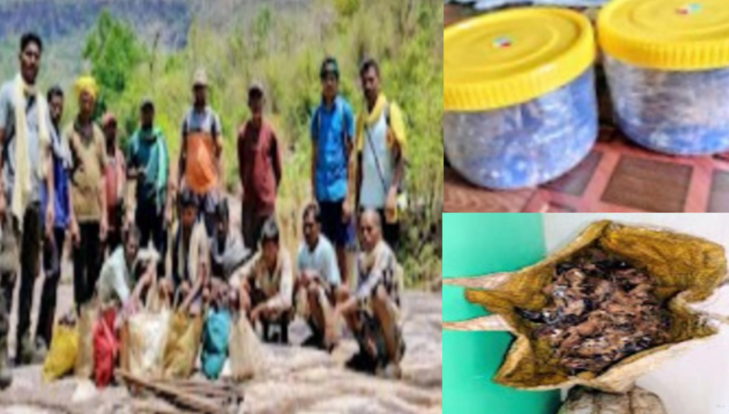 टाइगर रिजर्व में बाघ के शिकार की बड़ी साजिश नाकाम, ओडिशा के 7 आरोपी गिरफ्तार
