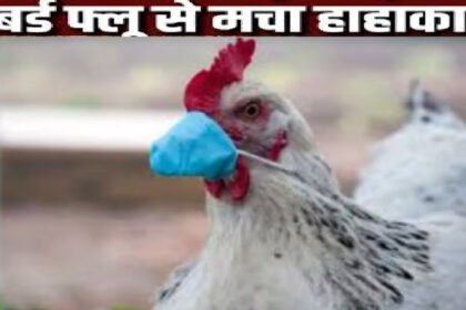 Bird Flu