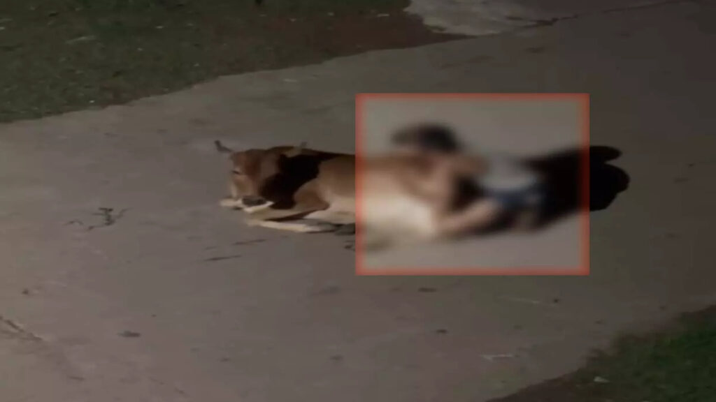 CG NEWS : रायपुर में गौवंश के साथ अनाचार का आरोप, पुलिस ने दर्ज किया अपराध