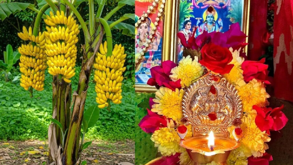 Banana Tree Puja Vidhi : गुरुवार को केले के पेड़ की पूजा क्यों की जाती है? जानें महत्व, लाभ, पूजा विधि और किन लोगों को करना चाहिए यह उपाय Banana Tree Puja Vidhi